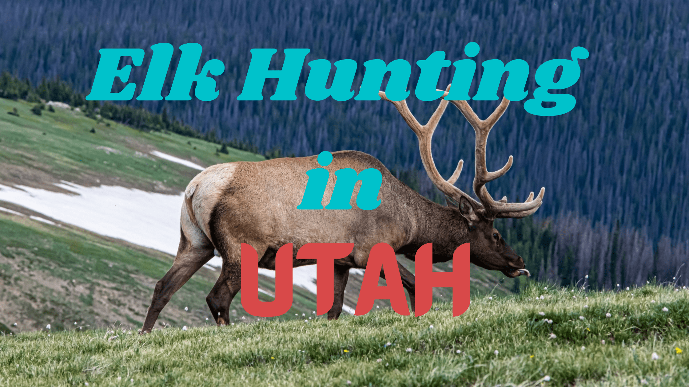 Elk Hunting in Utah