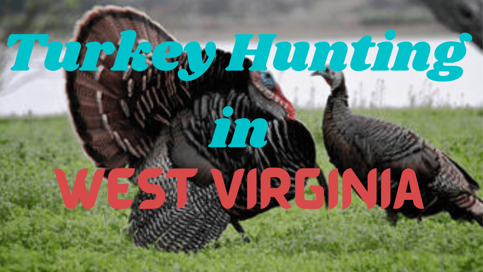 Turkey Hunting in West Virginia (Rules, Regulations, and Guide