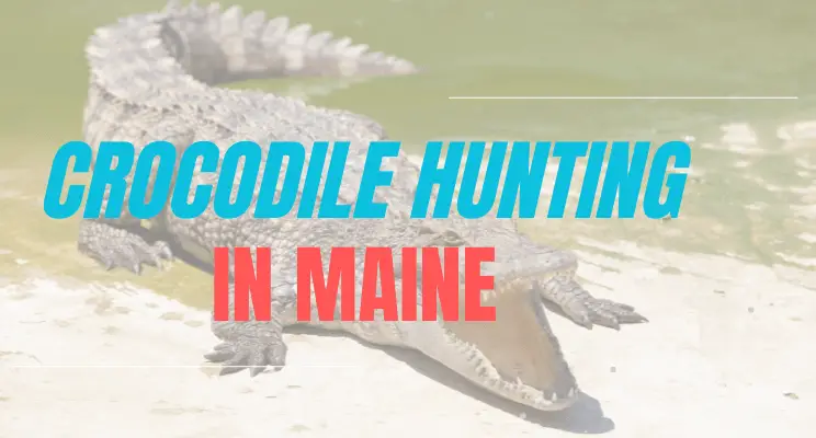 Crocodile Hunting in Maine