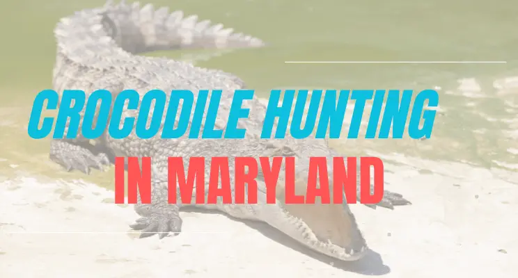 Crocodile Hunting in Maryland
