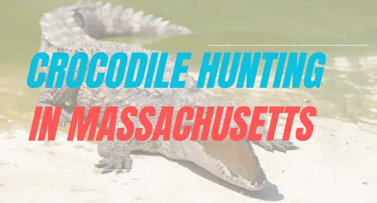 Crocodile Hunting in Massachusetts
