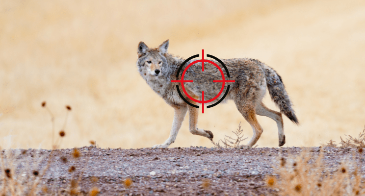 How to Hunt Coyotes