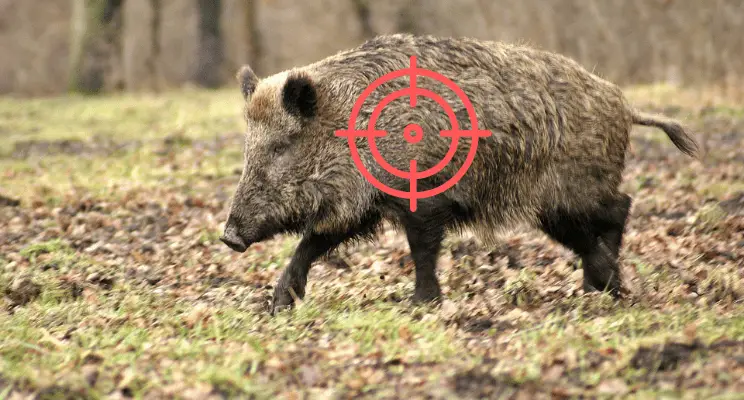 How to Hunt Hogs