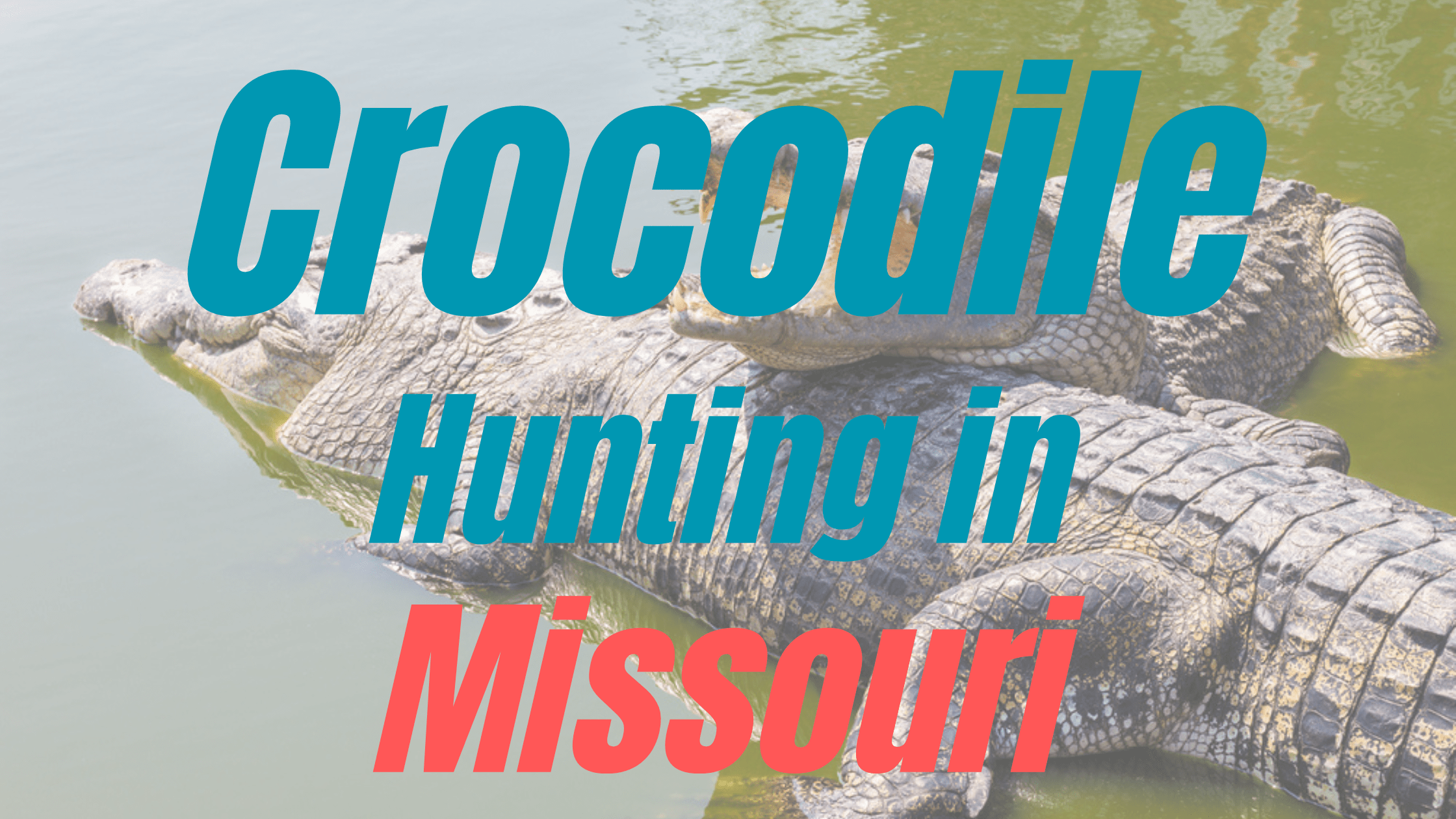 Crocodile Hunting in Missouri