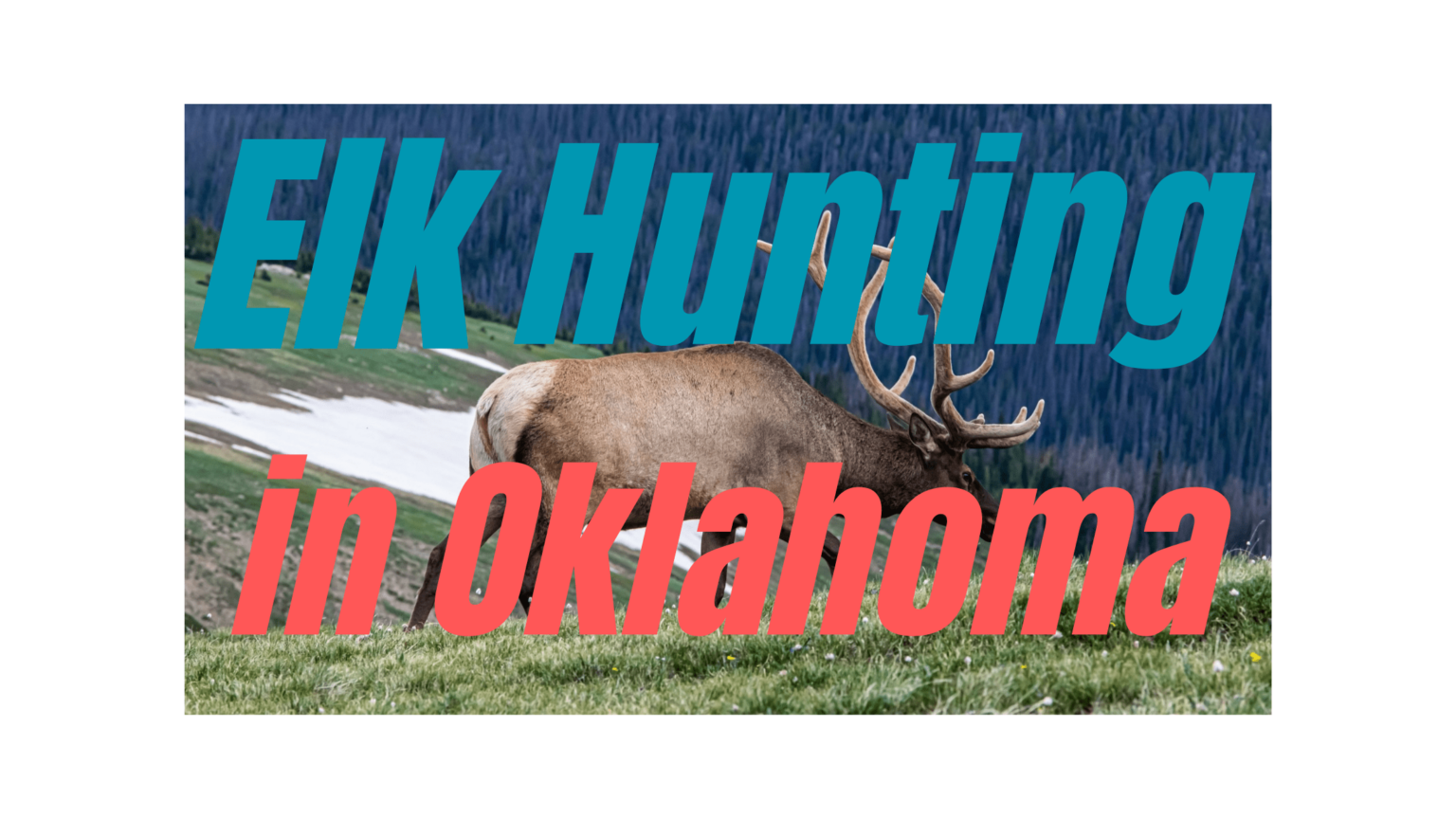 Elk Hunting in Oklahoma Rules & Regulations 20232024 CoyoteHunting